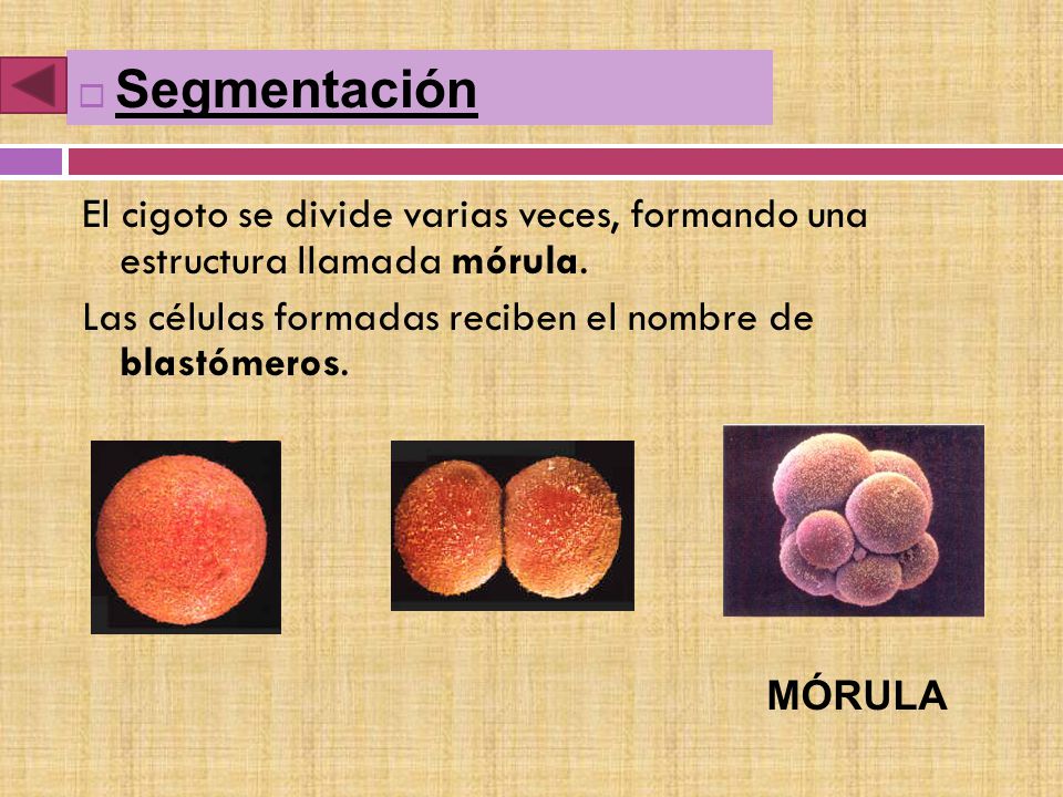 Segmentación El cigoto se divide varias veces, formando una estructura llamada mórula. Las células formadas reciben el nombre de blastómeros.