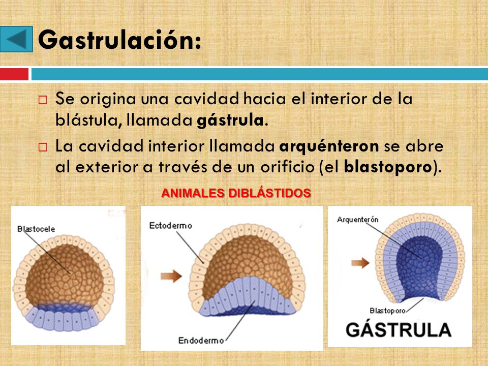 Gastrulación: Se origina una cavidad hacia el interior de la blástula, llamada gástrula.