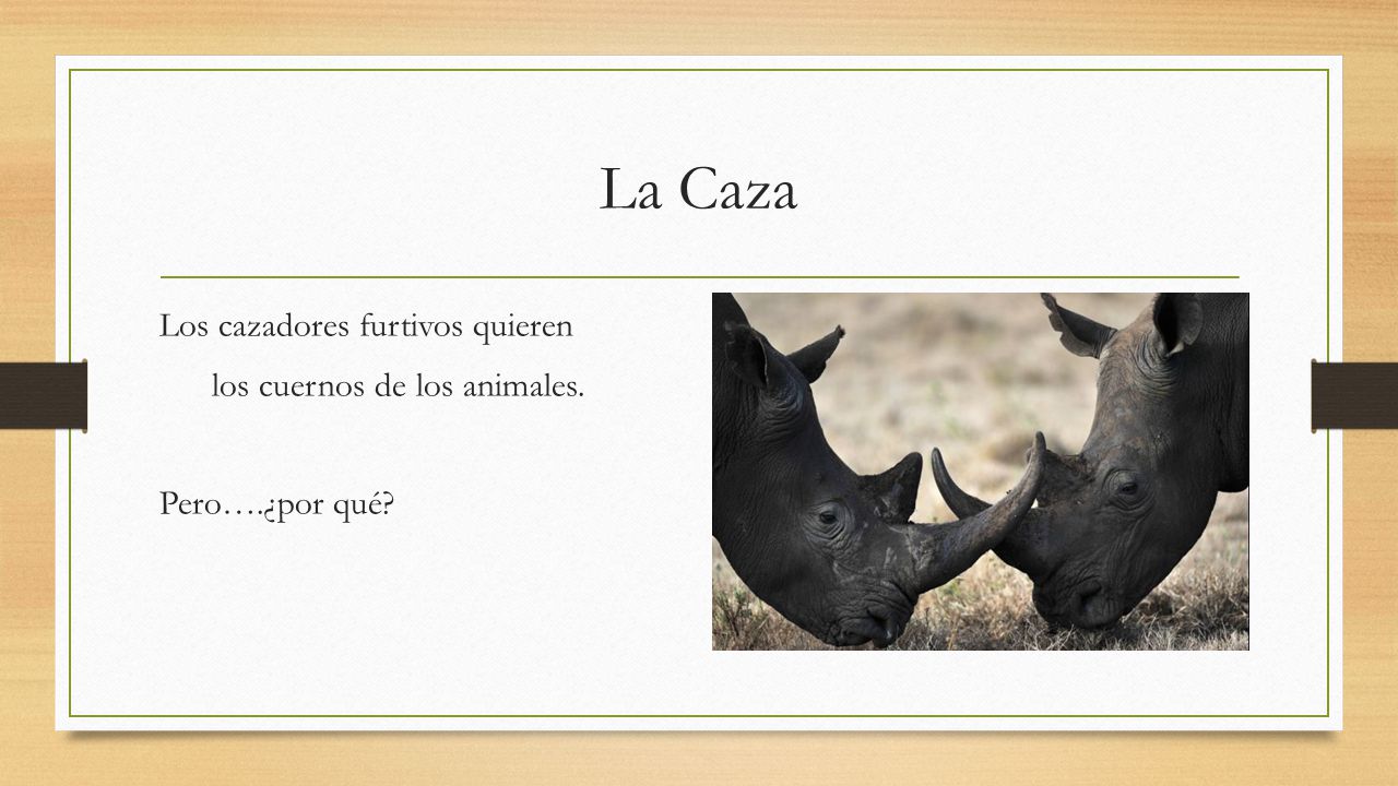 La Caza Los cazadores furtivos quieren los cuernos de los animales. Pero….¿por qué