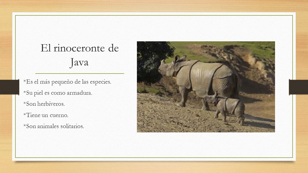 El rinoceronte de Java *Es el más pequeño de las especies.