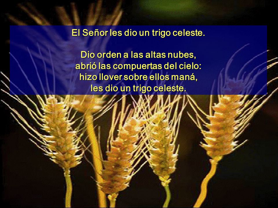 El Señor les dio un trigo celeste. Dio orden a las altas nubes,