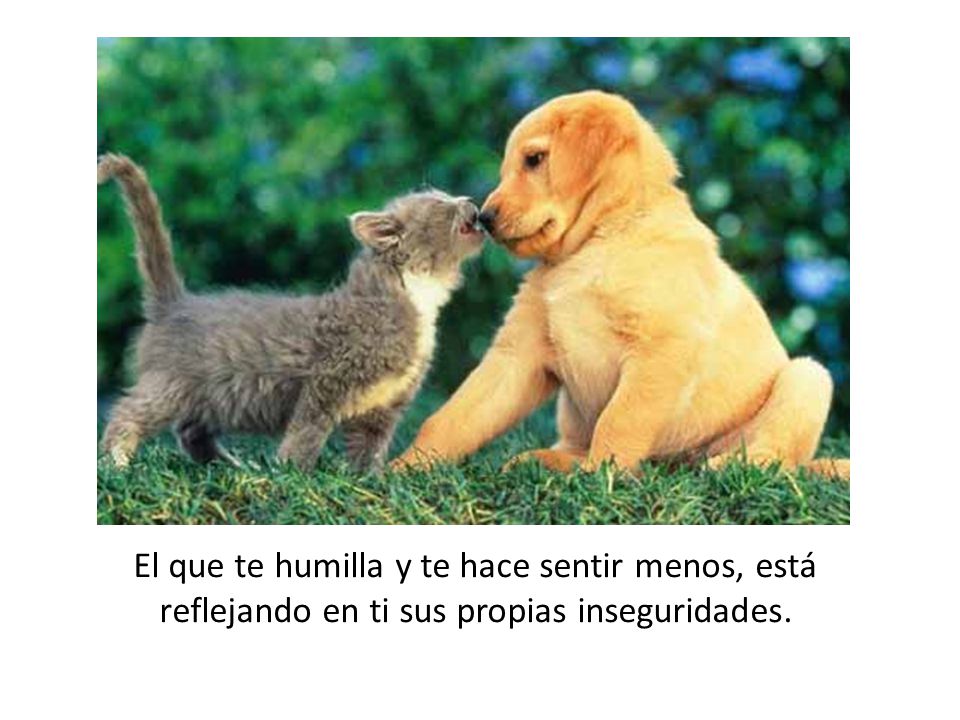 El que te humilla y te hace sentir menos, está reflejando en ti sus propias inseguridades.