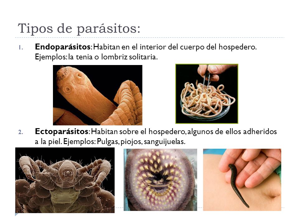 Tipos de parásitos: Endoparásitos: Habitan en el interior del cuerpo del hospedero. Ejemplos: la tenia o lombriz solitaria.