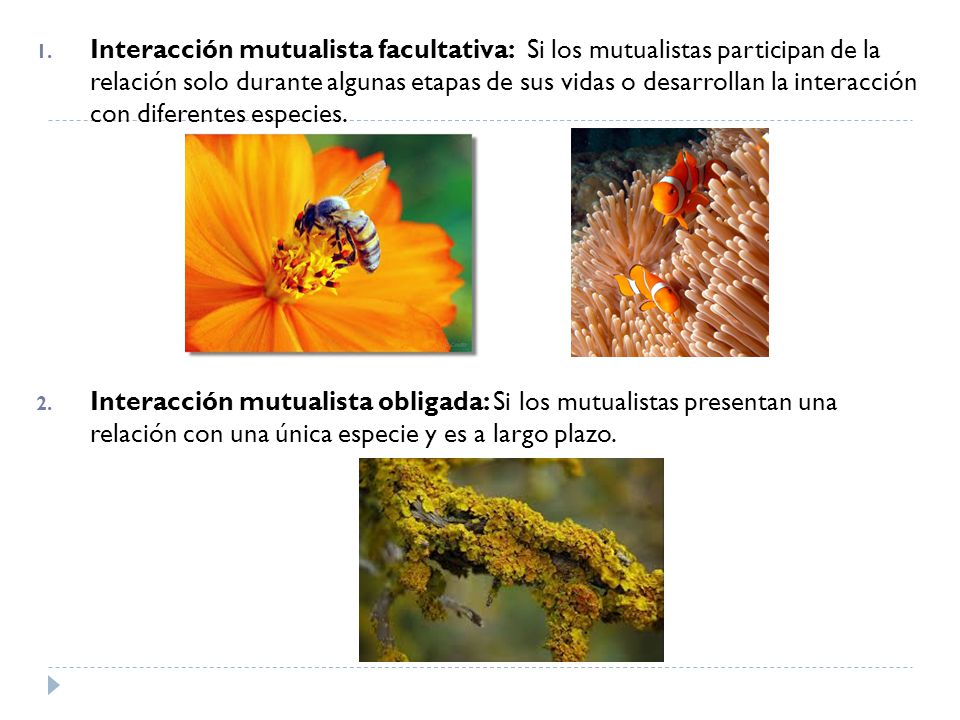 Interacción mutualista facultativa: Si los mutualistas participan de la relación solo durante algunas etapas de sus vidas o desarrollan la interacción con diferentes especies.