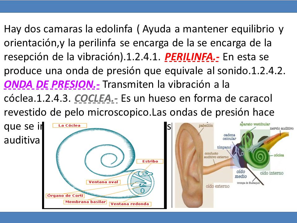 Hay dos camaras la edolinfa ( Ayuda a mantener equilibrio y orientación,y la perilinfa se encarga de la se encarga de la resepción de la vibración)