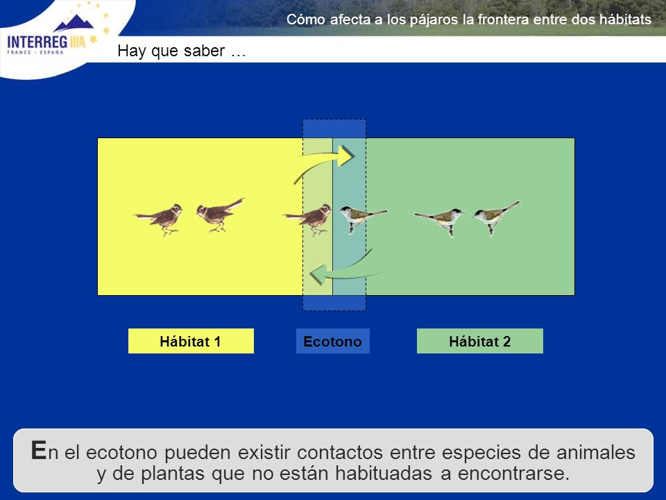 Cómo afecta a los pájaros la frontera entre dos hábitats