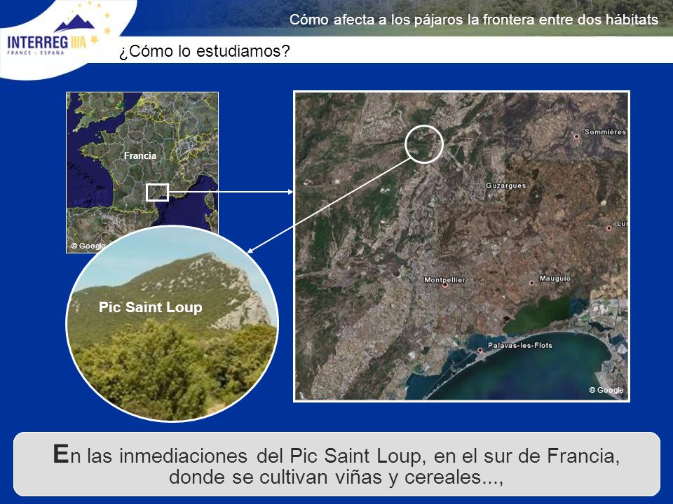 Cómo afecta a los pájaros la frontera entre dos hábitats