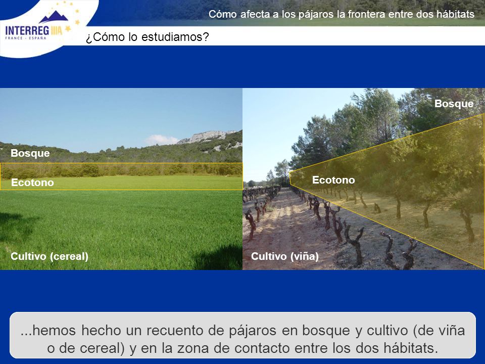 Cómo afecta a los pájaros la frontera entre dos hábitats