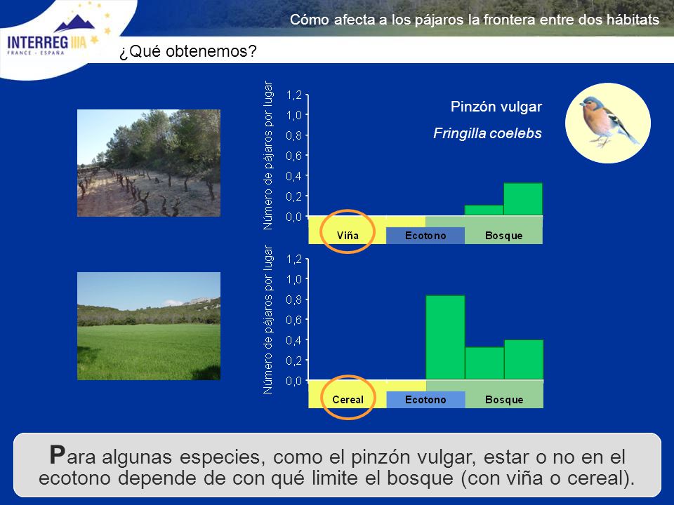 Cómo afecta a los pájaros la frontera entre dos hábitats