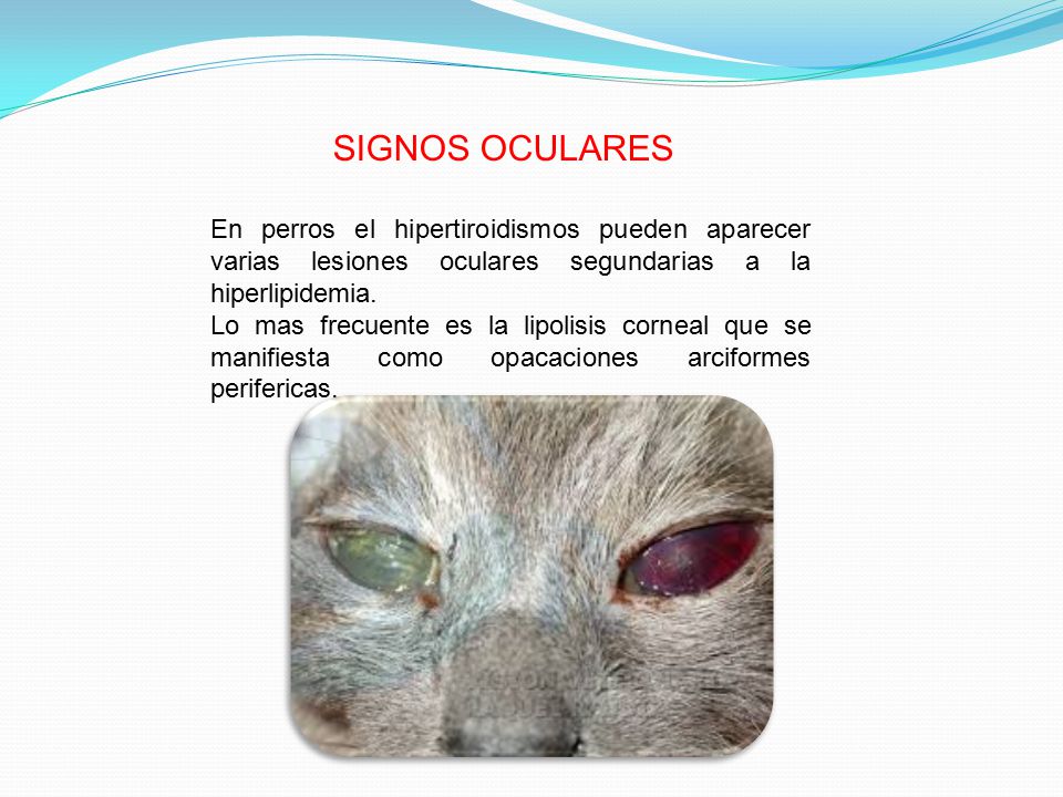 SIGNOS OCULARES En perros el hipertiroidismos pueden aparecer varias lesiones oculares segundarias a la hiperlipidemia.