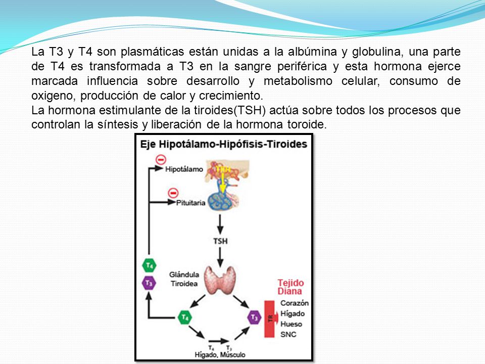 La T3 y T4 son plasmáticas están unidas a la albúmina y globulina, una parte de T4 es transformada a T3 en la sangre periférica y esta hormona ejerce marcada influencia sobre desarrollo y metabolismo celular, consumo de oxigeno, producción de calor y crecimiento.