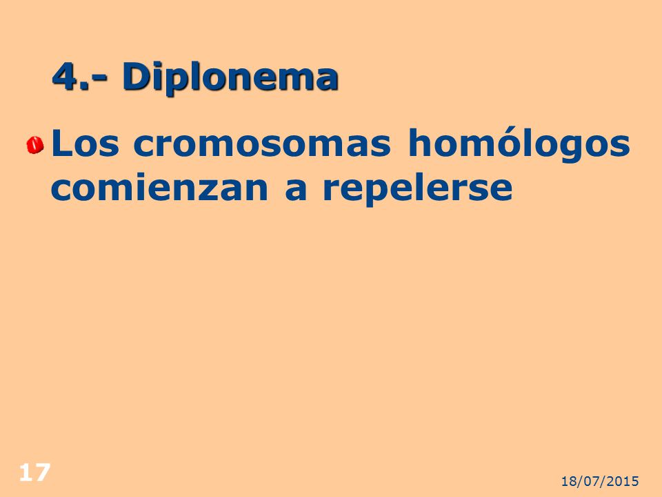 Los cromosomas homólogos comienzan a repelerse
