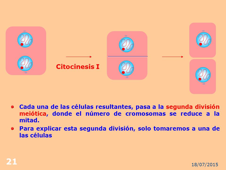 Citocinesis I Cada una de las células resultantes, pasa a la segunda división meiótica, donde el número de cromosomas se reduce a la mitad.