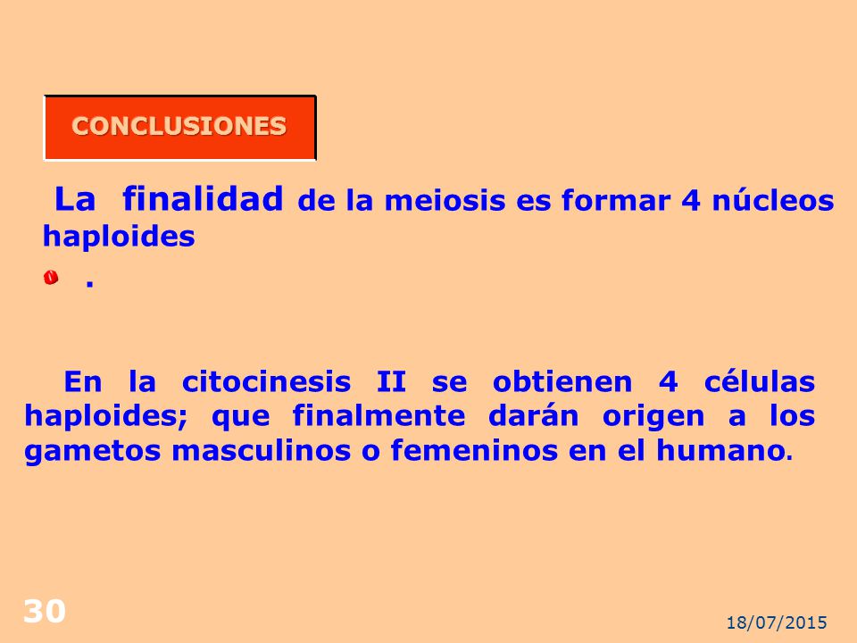 La finalidad de la meiosis es formar 4 núcleos haploides