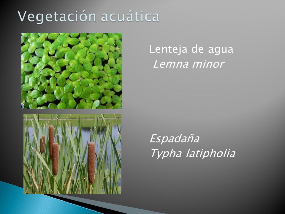 Vegetación acuática Lenteja de agua Lemna minor Espadaña Typha latipholia