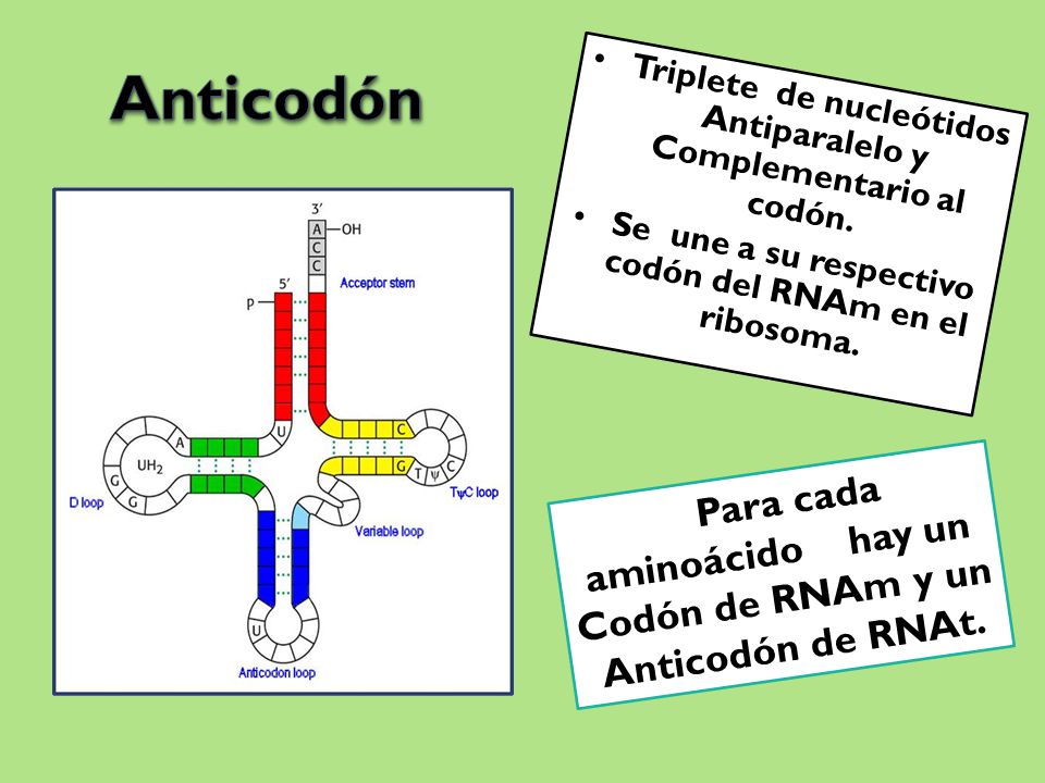 Anticodón Triplete de nucleótidos Antiparalelo y Complementario al codón. Se une a su respectivo codón del RNAm en el ribosoma.