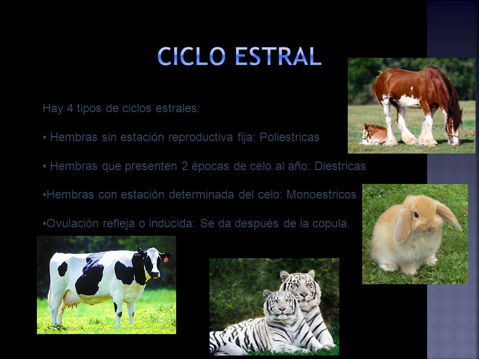 CICLO ESTRAL Hay 4 tipos de ciclos estrales: