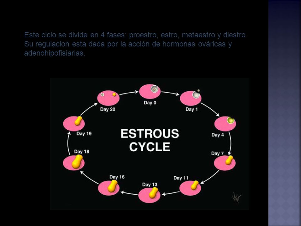 Este ciclo se divide en 4 fases: proestro, estro, metaestro y diestro.