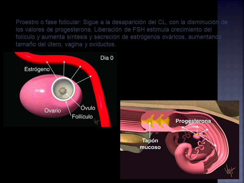 Proestro o fase folicular: Sigue a la desaparición del CL, con la disminución de los valores de progesterona.