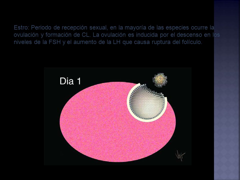 Estro: Periodo de recepción sexual, en la mayoría de las especies ocurre la ovulación y formación de CL.