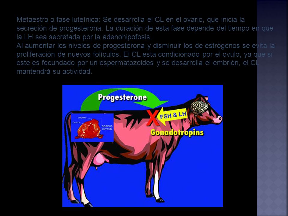 Metaestro o fase luteínica: Se desarrolla el CL en el ovario, que inicia la secreción de progesterona. La duración de esta fase depende del tiempo en que la LH sea secretada por la adenohipofosis.