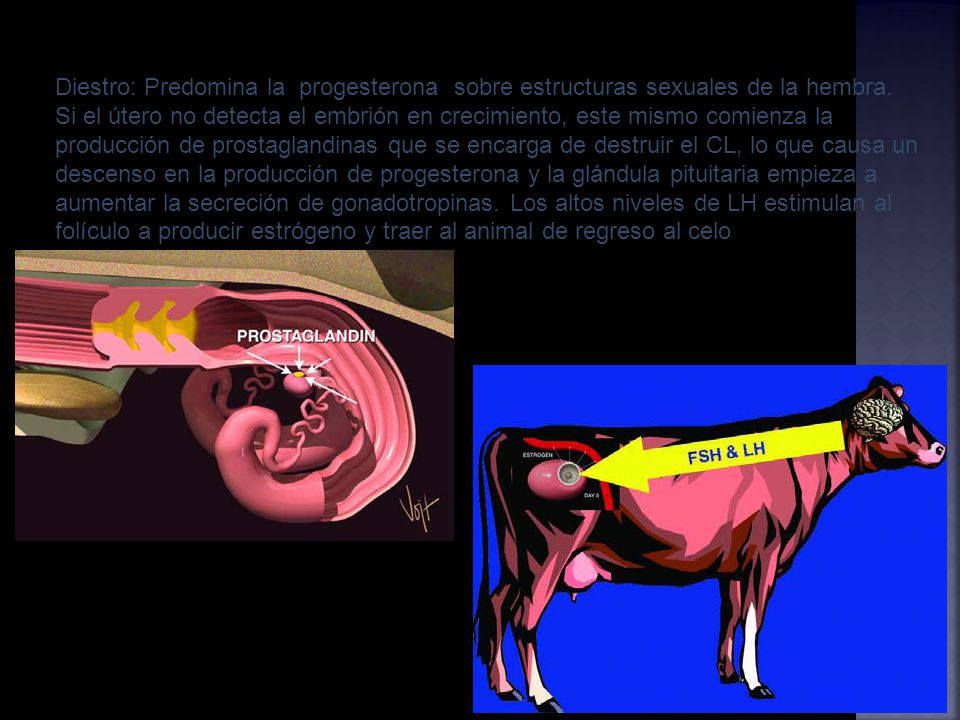 Diestro: Predomina la progesterona sobre estructuras sexuales de la hembra.