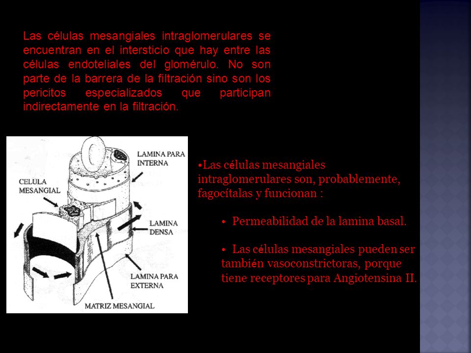 Las células mesangiales intraglomerulares se encuentran en el intersticio que hay entre las células endoteliales del glomérulo. No son parte de la barrera de la filtración sino son los pericitos especializados que participan indirectamente en la filtración.