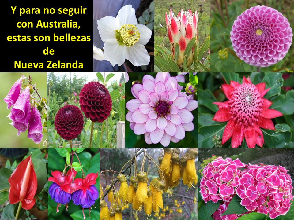 Y para no seguir con Australia, estas son bellezas de