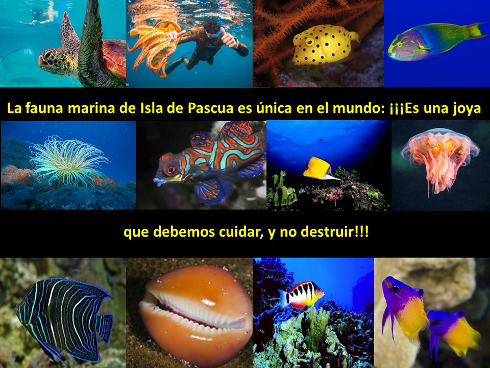 La fauna marina de Isla de Pascua es única en el mundo: ¡¡¡Es una joya