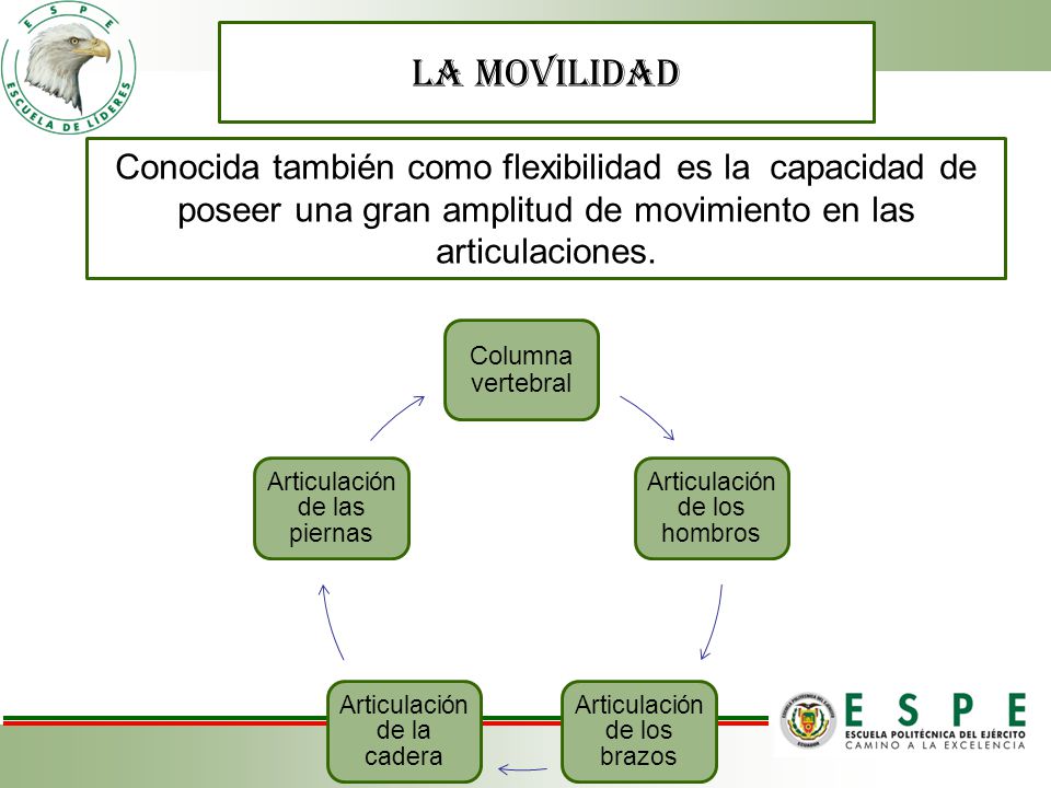LA MOVILIDAD Conocida también como flexibilidad es la capacidad de poseer una gran amplitud de movimiento en las articulaciones.