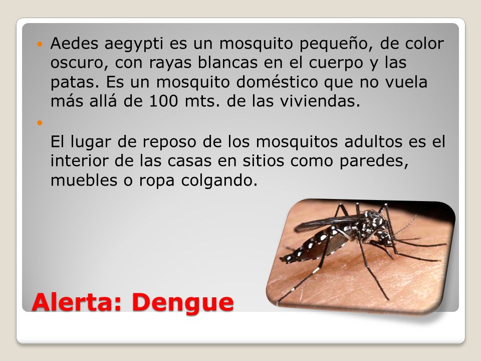 Aedes aegypti es un mosquito pequeño, de color oscuro, con rayas blancas en el cuerpo y las patas. Es un mosquito doméstico que no vuela más allá de 100 mts. de las viviendas.