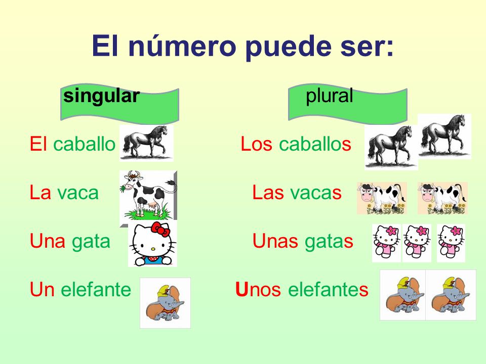 El número puede ser: singular plural El caballo Los caballos La vaca Las vacas Una gata Unas gatas Un elefante Unos elefantes