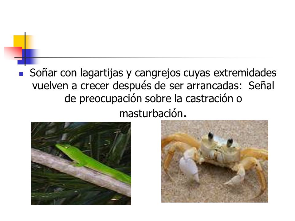 Soñar con lagartijas y cangrejos cuyas extremidades vuelven a crecer después de ser arrancadas: Señal de preocupación sobre la castración o masturbación.