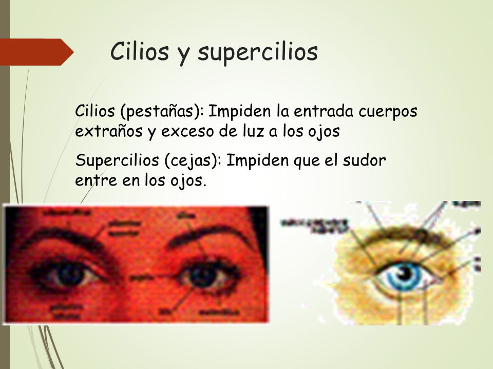 Cilios y supercilios Cilios (pestañas): Impiden la entrada cuerpos extraños y exceso de luz a los ojos.