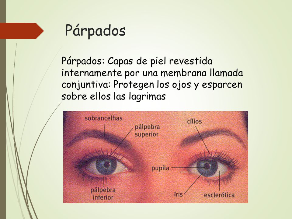 Párpados Párpados: Capas de piel revestida internamente por una membrana llamada conjuntiva: Protegen los ojos y esparcen sobre ellos las lagrimas.