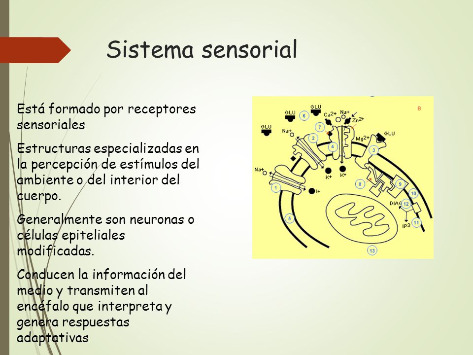 Sistema sensorial Está formado por receptores sensoriales