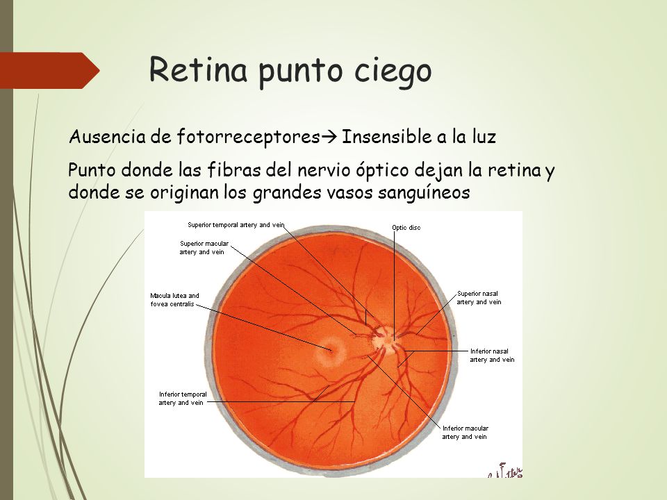 Retina punto ciego Ausencia de fotorreceptores Insensible a la luz
