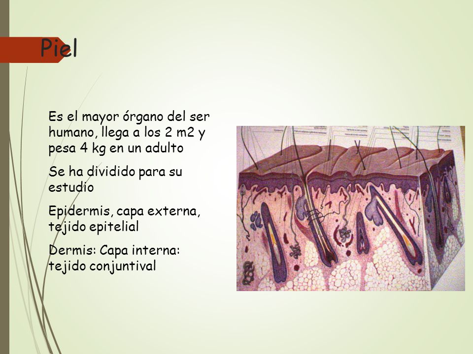 Piel Es el mayor órgano del ser humano, llega a los 2 m2 y pesa 4 kg en un adulto. Se ha dividido para su estudio.