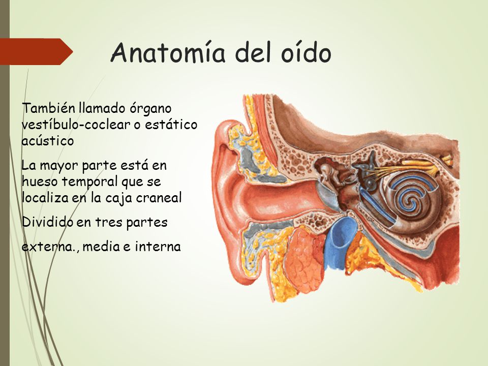 Anatomía del oído También llamado órgano vestíbulo-coclear o estático acústico.