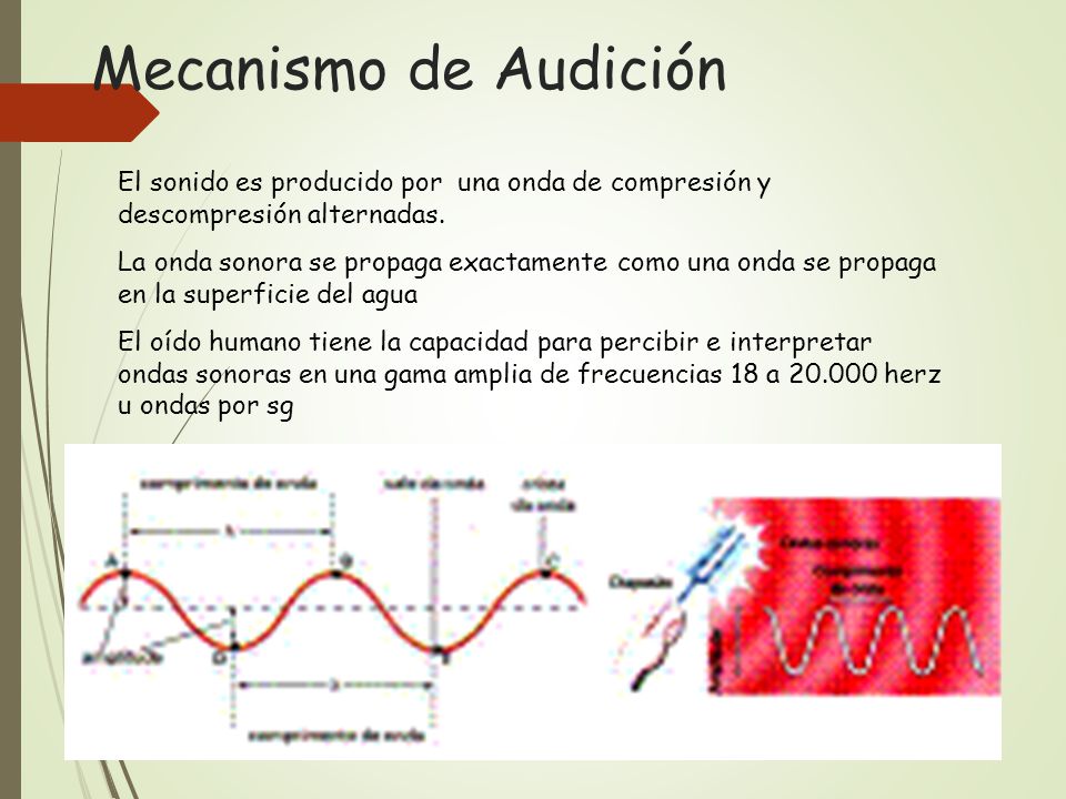 Mecanismo de Audición El sonido es producido por una onda de compresión y descompresión alternadas.