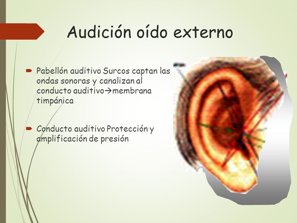 Audición oído externo Pabellón auditivo Surcos captan las ondas sonoras y canalizan al conducto auditivomembrana timpánica.