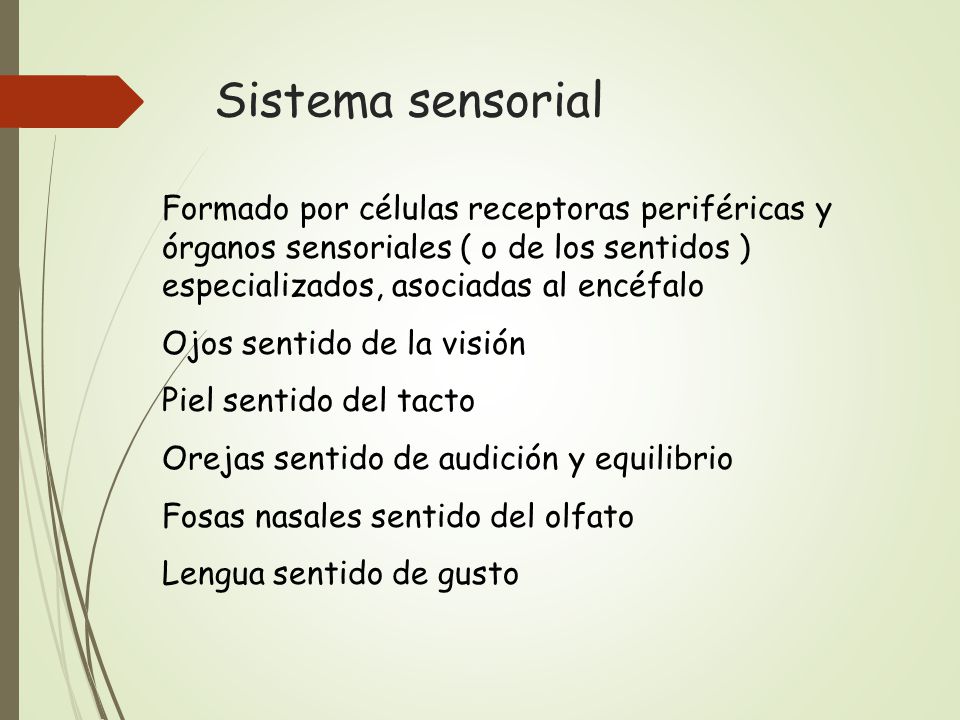 Sistema sensorial Formado por células receptoras periféricas y órganos sensoriales ( o de los sentidos ) especializados, asociadas al encéfalo.