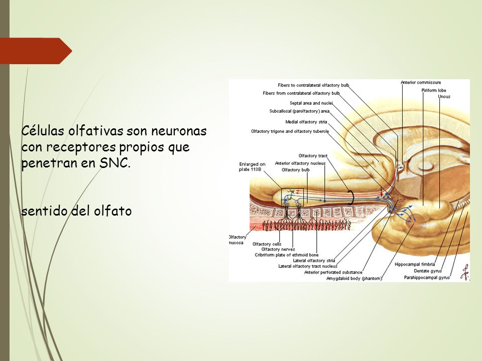 Células olfativas son neuronas con receptores propios que penetran en SNC.