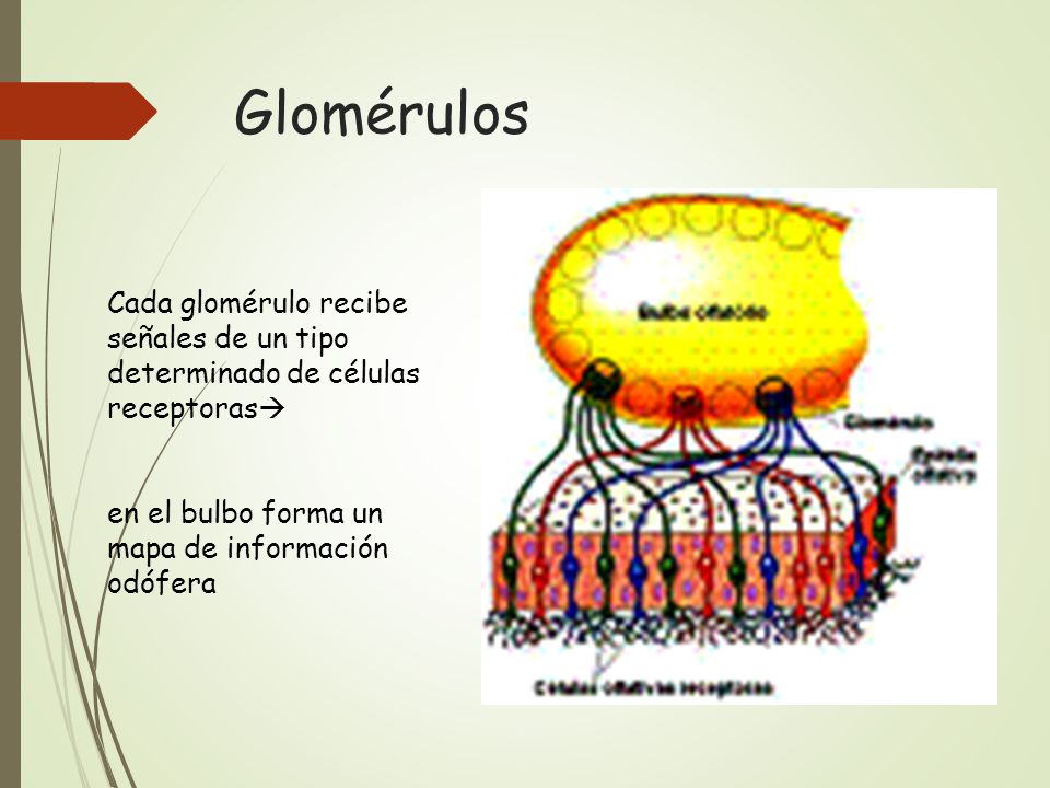 Glomérulos Cada glomérulo recibe señales de un tipo determinado de células receptoras en el bulbo forma un mapa de información odófera.