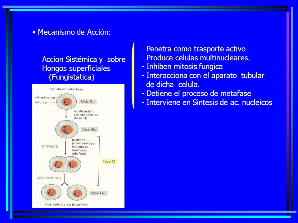 Mecanismo de Acción: Penetra como trasporte activo. Produce celulas multinucleares. Inhiben mitosis fungica.