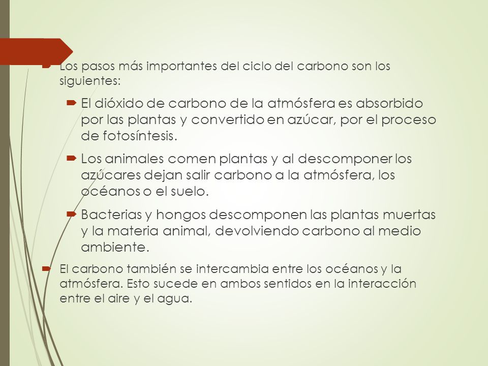 Los pasos más importantes del ciclo del carbono son los siguientes: