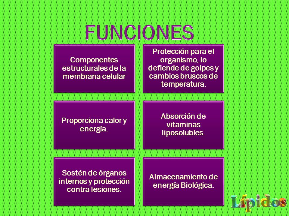 FUNCIONES Componentes estructurales de la membrana celular