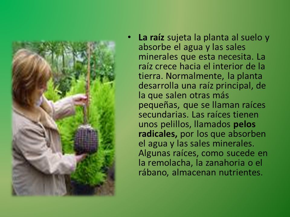 La raíz sujeta la planta al suelo y absorbe el agua y las sales minerales que esta necesita.