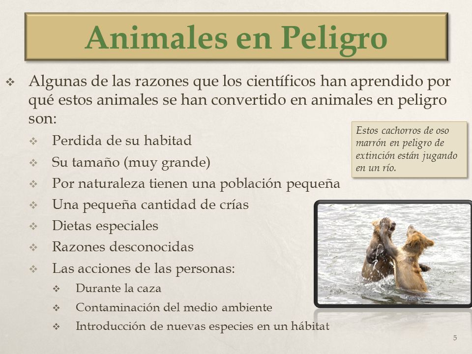 Animales en Peligro Algunas de las razones que los científicos han aprendido por qué estos animales se han convertido en animales en peligro son: