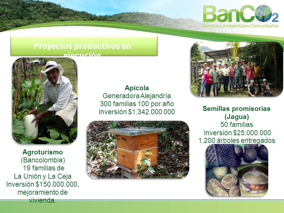 Proyectos productivos en ejecución Semillas promisorias (Jagua)